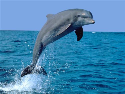 delfin1