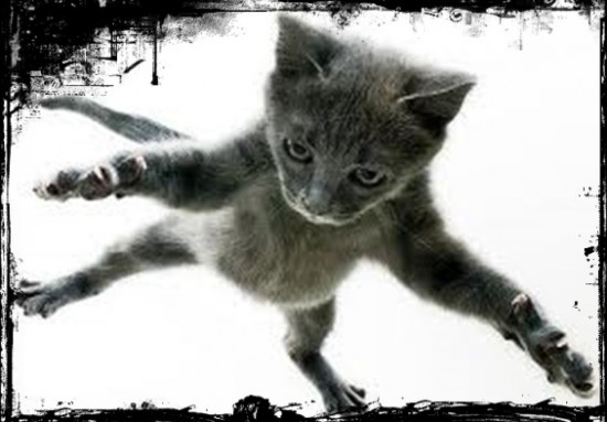 gato volador