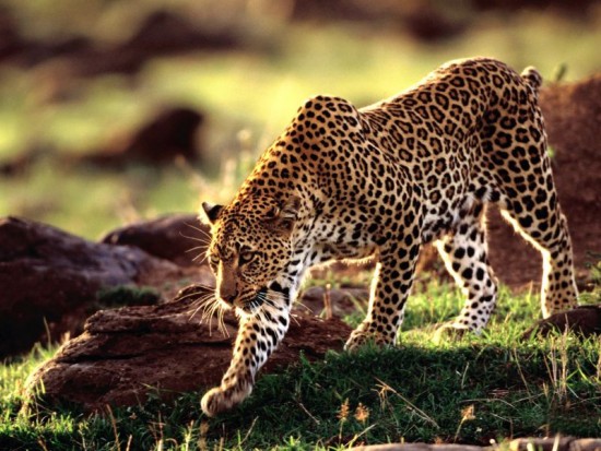 Leopardo Cazando_800