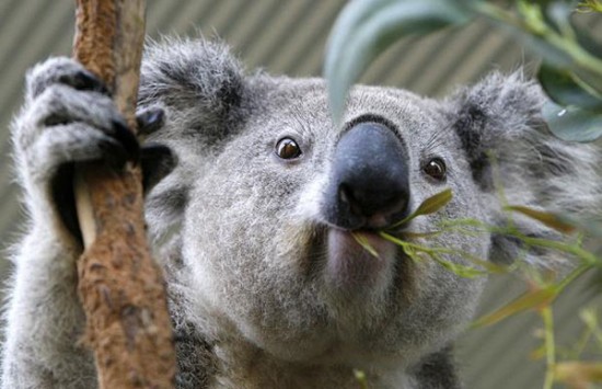 koala-dormilon01