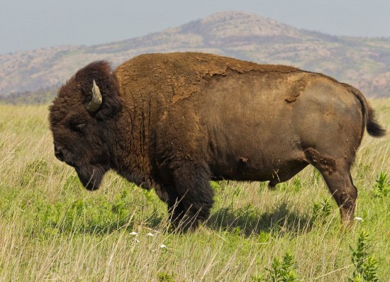 bison_Wichita_Mountain_Oklahoma