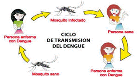 01_ciclo_transmision_dengue