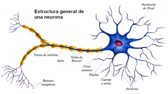Morfologia de la neurona