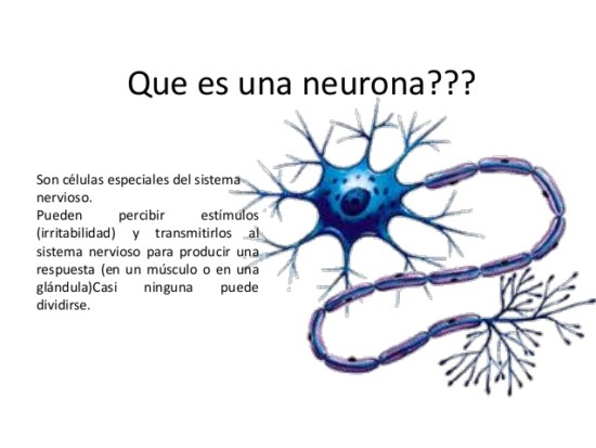 neuronas-3-638-1