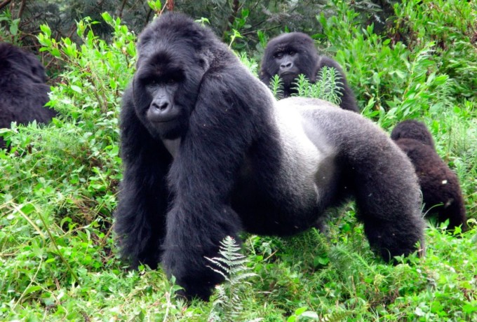 reproduccion-de-los-gorilas-de-montana