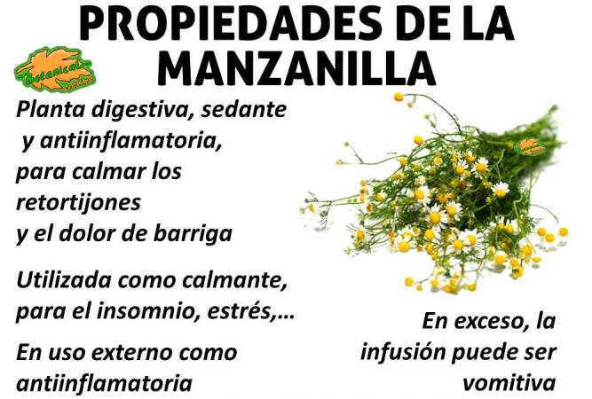 manzanilla-propiedades-medicinales