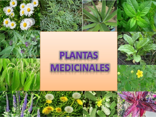 plantas-medicinales-por-vernica-tigse-y-jacqueline-jcome-1-638