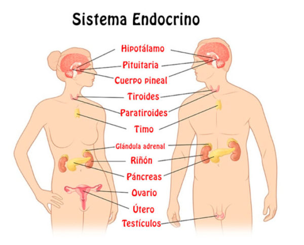 Resultado de imagen de sistema endocrino