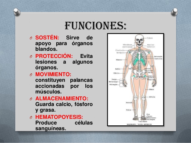 Sistema Oseo Humano - Partes, Nombres, Funciones..