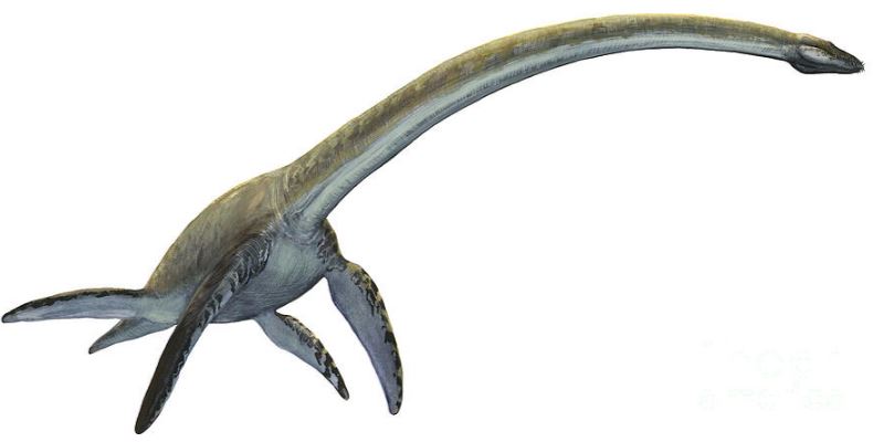 Dinosaurios Acuáticos y Marinos » Nombres, Tipos, Caracteristicas e  imágenes 
